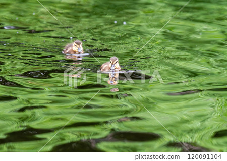 Mallard ducklings searching for food near the water Mallard ducklings searching for food near the water 120091104