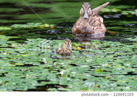 Mallard ducklings and parents searching for food near the water 120091105