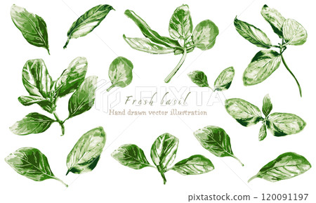Basil illustration painted by watercolor 120091197