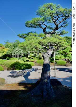 有鬆樹和沙波紋的日本花園 120091249