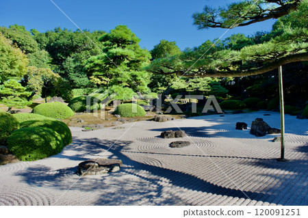 Japanese garden of pine trees and sand patterns 120091251