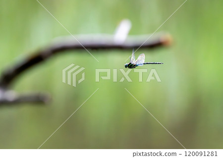 飛蜻蜓 飛蜻蜓 120091281