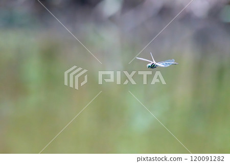 飛蜻蜓 120091282