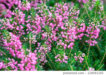 Erica flower Erica flower 120091285