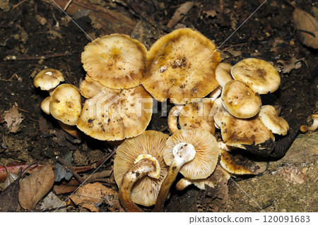 樹根處密集生長的天南星科赭色菇（自然光+頻閃微距特寫） 120091683