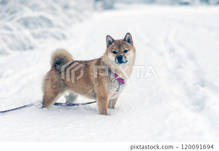 Cute red Shiba inu dog is sleeping on the bed in the bedroom 120091694