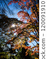 The gradation of autumn leaves of maples shining in the sunlight 120091910
