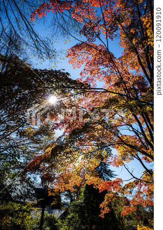 The gradation of autumn leaves of maples shining in the sunlight 120091910