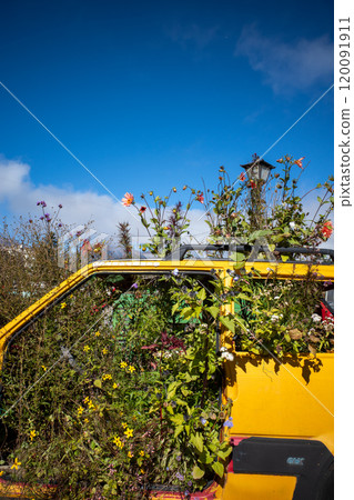 A car planter with autumn flowers and blue sky 120091911
