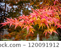 Maple leaves gradation 120091912