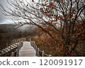 Beautiful forest of Mt. Tennyo and the mountain trails 120091917