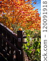 Autumn leaves shining in the blue sky 120091918