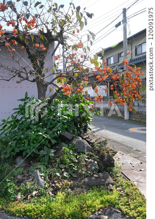 柿樹 120091975