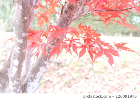 秋天的樹葉 120091976