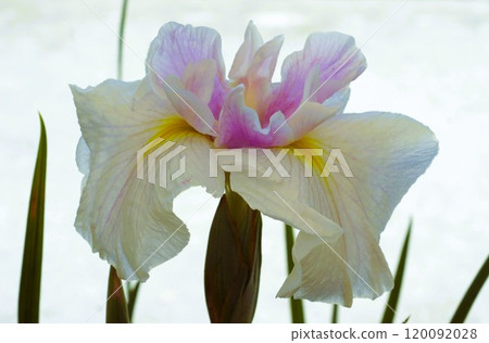 哈娜莎華 哈娜莎華 120092028