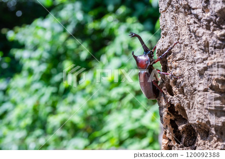 Beetle beetle Beetle beetle 120092388