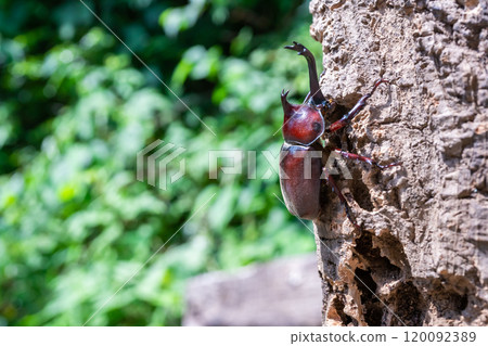 Beetle beetle 120092389