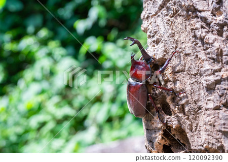 Beetle beetle Beetle beetle 120092390