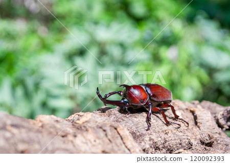 Beetle beetle Beetle beetle 120092393