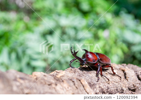 Beetle beetle Beetle beetle 120092394