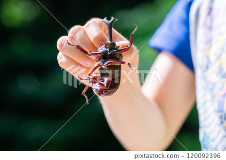 Beetle beetle 120092396