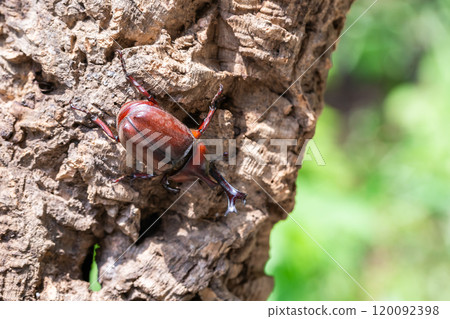Beetle beetle 120092398