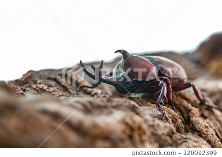 Beetle beetle 120092399