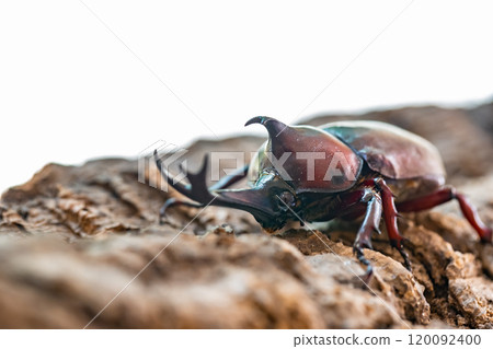 Beetle beetle Beetle beetle 120092400