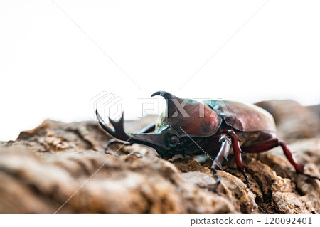 Beetle beetle Beetle beetle 120092401