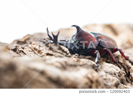 Beetle beetle 120092403
