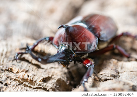 Beetle beetle Beetle beetle 120092404