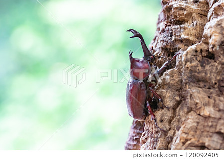 Beetle beetle 120092405