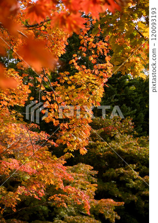 鮮紅的秋葉 鮮紅的秋葉 120093193