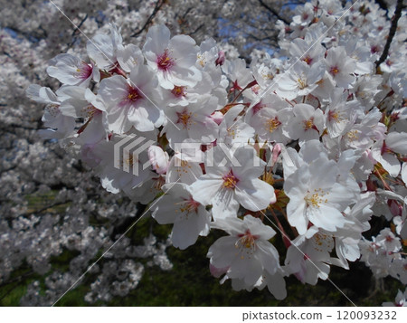 Cherry blossoms in full bloom, covering the branches Cherry blossoms in full bloom, covering the branches 120093232