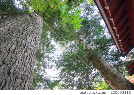 青森縣黑石市中野神社天然紀念物雙生冷杉 青森縣黑石市中野神社天然紀念物雙生冷杉 120093318