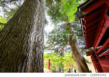 青森縣黑石市中野神社天然紀念物雙生冷杉 120093342