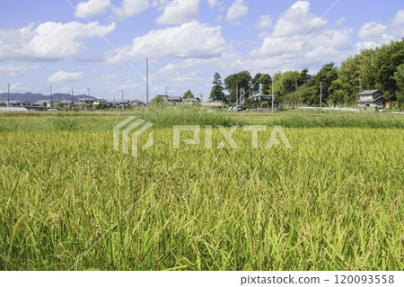 A vast rice-growing landscape in a Japanese rural area in autumn 120093558