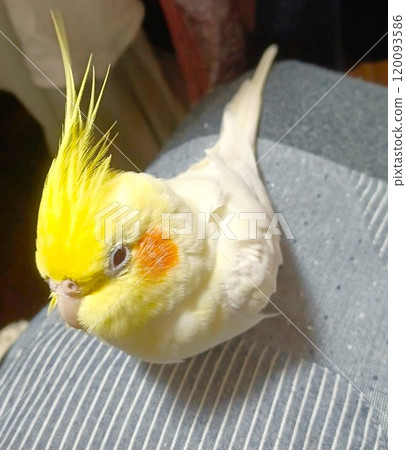 與手騎玄鳳鸚鵡一起在腿上放鬆 與手騎玄鳳鸚鵡一起在腿上放鬆 120093586