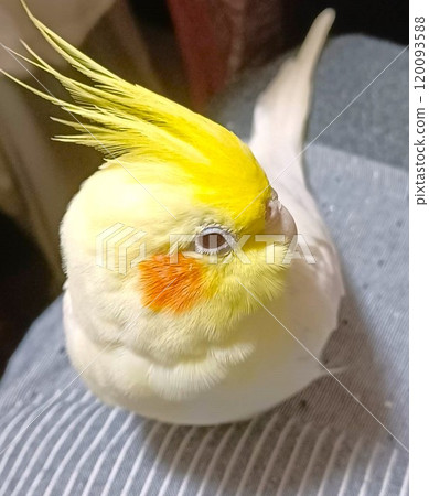 Hand-held cockatiel relaxing on your lap 120093588