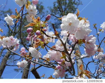 Blue sky, young leaves, pale pink double cherry blossoms and deep pink buds 120093638