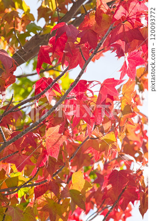 City Museum of Art in autumn colors City Museum of Art in autumn colors 120093772
