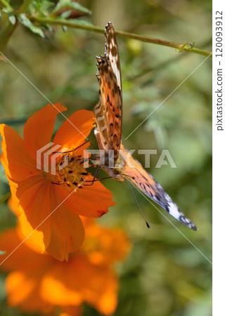 Swallowtail Butterfly (male) 120093912