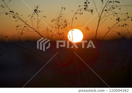 winter sunrise and dry grass 120094362