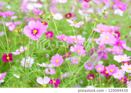 Pink cosmos blooming in the autumn flower cosmos field Pink cosmos blooming in the autumn flower cosmos field 120094430