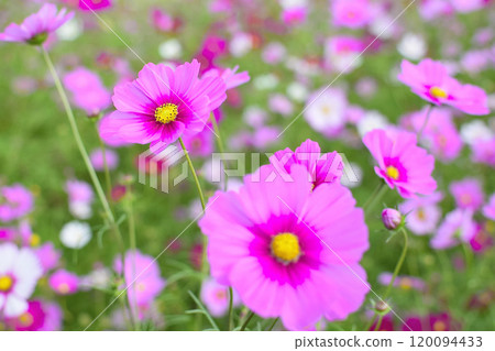 秋花波斯菊田裡盛開的粉紅波斯菊 120094433