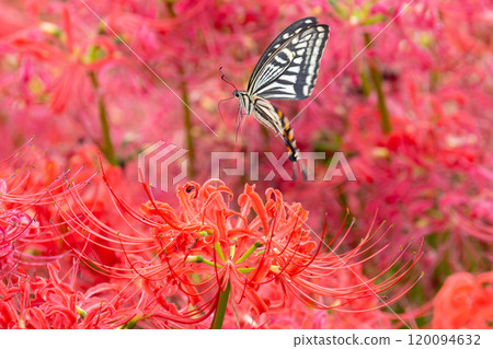 A swallowtail butterfly flies among a field of spider lilies (red spider lilies) in the prefectural Gongendo Park in Kokufu, Satte City, Saitama Prefecture. 120094632