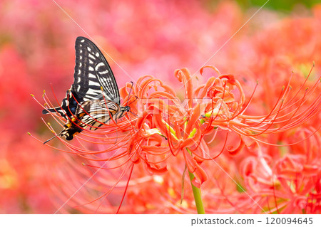 A swallowtail butterfly flies among a field of spider lilies (red spider lilies) in the prefectural Gongendo Park in Kokufu, Satte City, Saitama Prefecture. 120094645