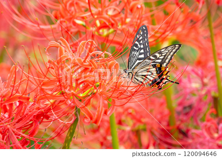 A swallowtail butterfly flies among a field of spider lilies (red spider lilies) in the prefectural Gongendo Park in Kokufu, Satte City, Saitama Prefecture. A swallowtail butterfly flies among a field of spider lilies (red spider lilies) in the prefectural Gongendo Park in Kokufu, Satte City, Saitama Prefecture. 120094646