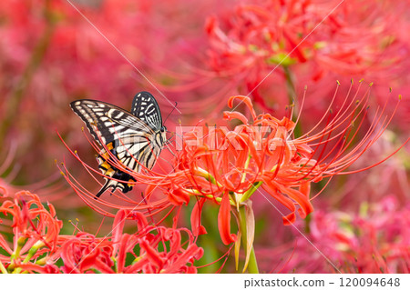 A swallowtail butterfly flies among a field of spider lilies (red spider lilies) in the prefectural Gongendo Park in Kokufu, Satte City, Saitama Prefecture. A swallowtail butterfly flies among a field of spider lilies (red spider lilies) in the prefectural Gongendo Park in Kokufu, Satte City, Saitama Prefecture. 120094648