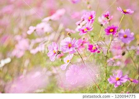 宇宙田預示著秋天 120094775